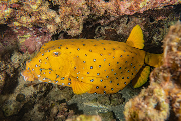 Fish swim in the Red Sea, colorful fish, Eilat Israel