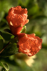 Obraz premium Pomegranate flower in Tuscan garden, region of Florence