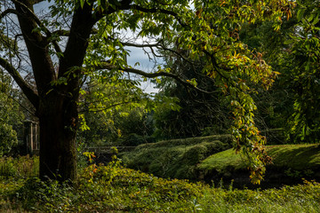 Edelkastanie (Castanea sativa)