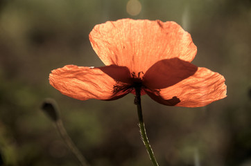 Papaver rhoeas; field poppy in Tuscany