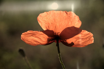 Papaver rhoeas; field poppy in Tuscany
