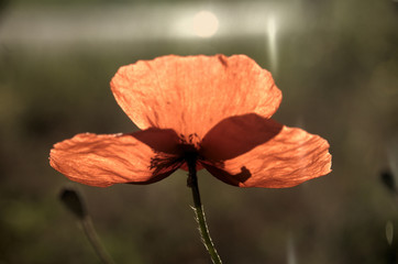 Papaver rhoeas; field poppy in Tuscany