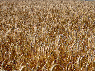 Field of grain.