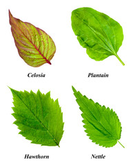 Set of isolated leaves: celosia, plantain, hawthorn, nettle.