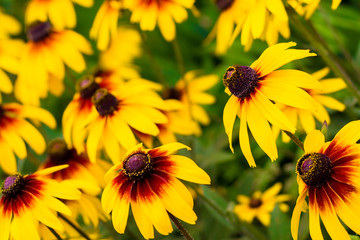 Bright summer background of rudbeckia flowers.
