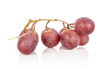Group of three whole fresh purple grape rose isolated on white background