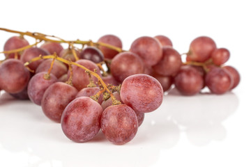 Lot of whole fresh purple grape rose cluster isolated on white background