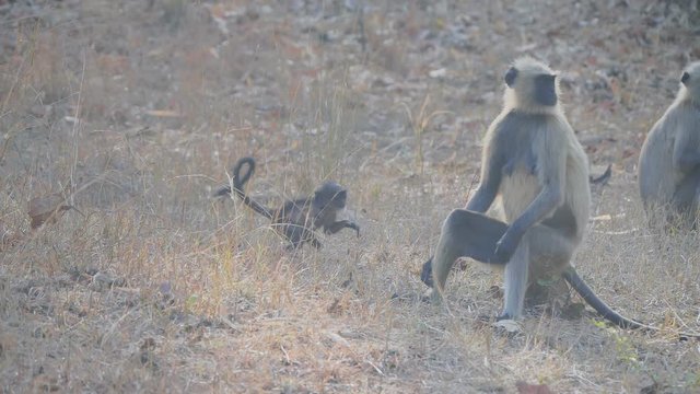 180p slow motion clip of a langur baby at tadoba ahdhari tiger reserve in india