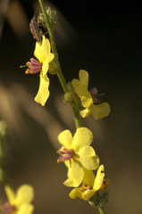 Verbascum nigrum; black mullein in Tuscan meadow