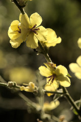 Verbascum nigrum; black mullein in Tuscan meadow