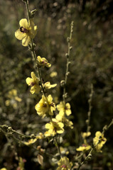 Verbascum nigrum; black mullein in Tuscan meadow