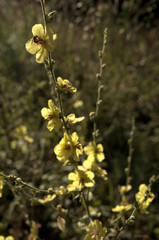 Verbascum nigrum; black mullein in Tuscan meadow
