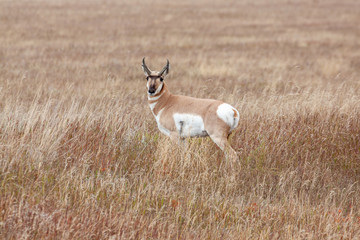 Pronghorn Antelope Buck in Wyoming in Fall