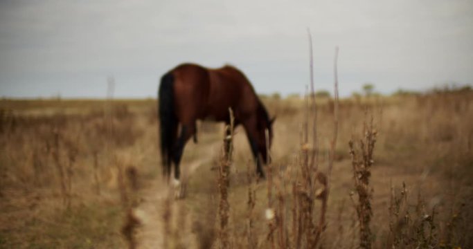 Horses on pasture