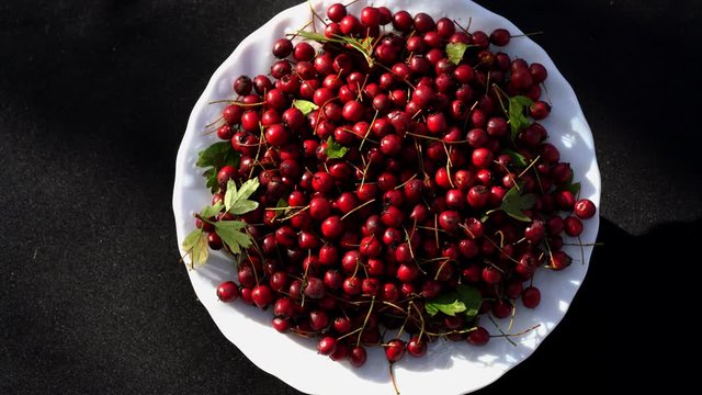 Ripe Hawthorn rotation on plate (Crataegus) - (4K)