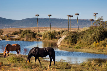 Spanish horses grazing in the pasture by the lake in Los Barruecos, Cáceres