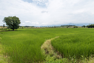 thai rice field