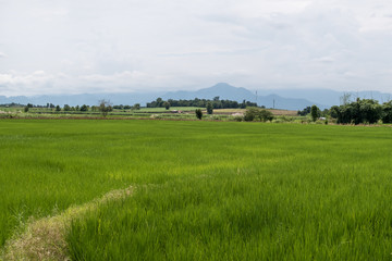 thai rice field