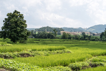 Fototapeta na wymiar thai rice field