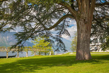 BELAGGIO, ITALY - MAY 10, 2015: The bich cedar in gardens of Villa Melzi on the waterfront of Como lake.
