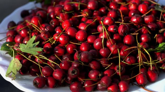 Ripe Hawthorn rotation on plate (Crataegus) - (4K)