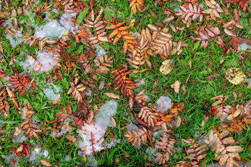 Natural background with grass, leaves and snow.