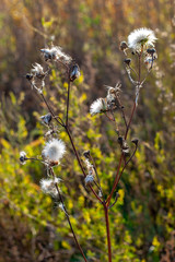 A plant similar to many dandelions on one stem with selective focus and grass on a blurred...