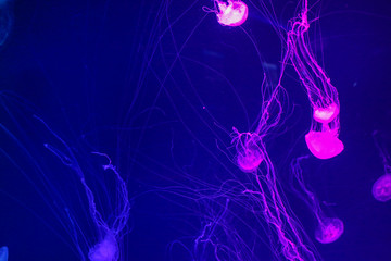 Pink jellyfish on blue background. Jellyfish floating in the sea. I feel healing just by looking.