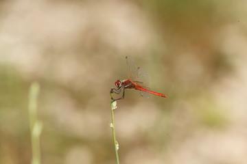 La libellula rossa a Caccamo di Serrapetrona Italy