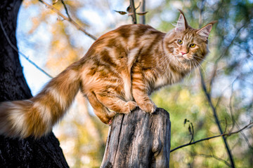 Maine coon kitten sitting on a tree in forest, park on summer sunny day. - obrazy, fototapety, plakaty