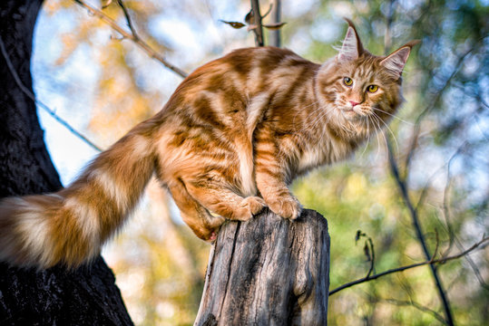 Maine coon kitten sitting on a tree in forest, park on summer sunny day.