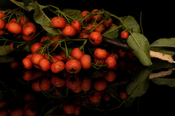 Lot of whole wild orange rowanberry bunch isolated on black glass