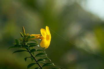 Beautiful flower background,flower in the morning