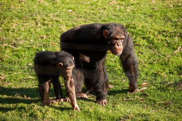 Chimpanzee (Pan troglodytes) in South Africa