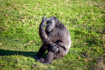 Chimpanzee (Pan troglodytes) in South Africa