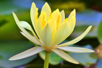 Yellow Lily