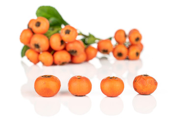 Lot of whole wild orange rowanberry in row isolated on white background