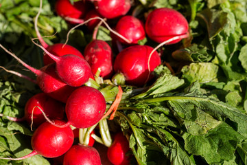 Bunch of fresh radishes