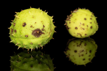 Group of two whole unpeeled autumnal green chestnut isolated on black glass