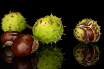 Group of five whole autumnal green chestnut isolated on black glass