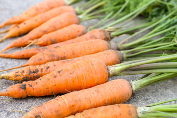 Freshly dug carrots. Harvest in the garden
