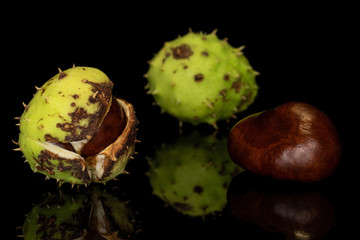 Group of three whole arranged autumnal green chestnut isolated on black glass