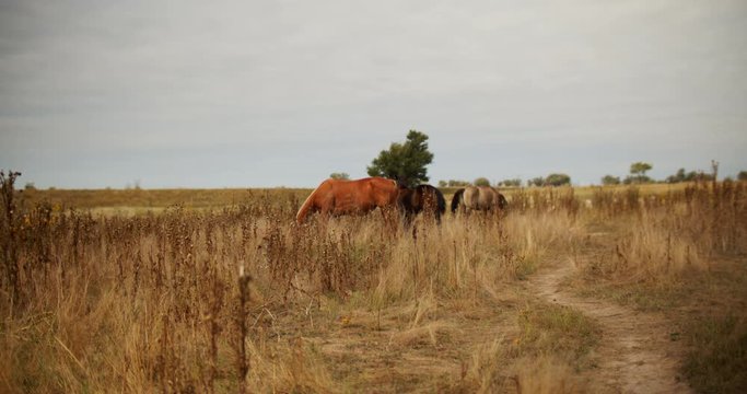 Horses Roaming Field