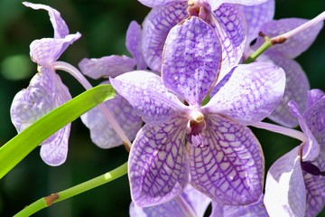 Purple Orchids