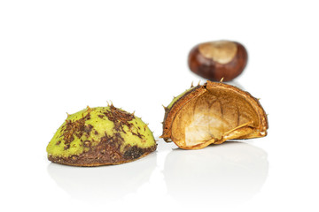 Group of one whole two pieces of autumnal green chestnut isolated on white background