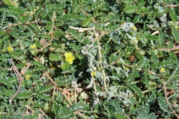 Growing in the fringes of Landers is this small Southern Mojave Desert native plant, casually described as Puncturevine, and botanically organized under Tribulus Terrestris.