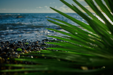 green palm leaf close up on background of the sea in the afternoon