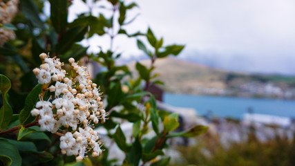 Flowers Queenstown Lake Wakatipu Montains Remarkables	