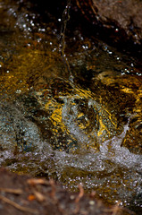 Clear water in the forest river