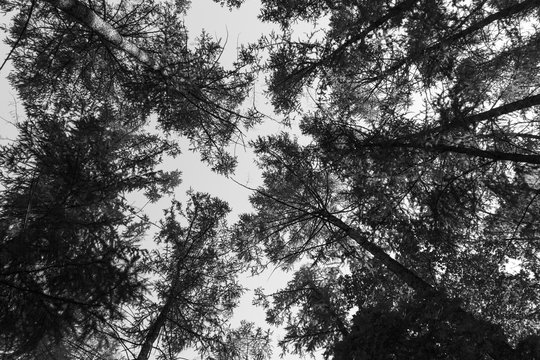 Group of tall trees in forest with sky visible in background, photo shot from front and upwards